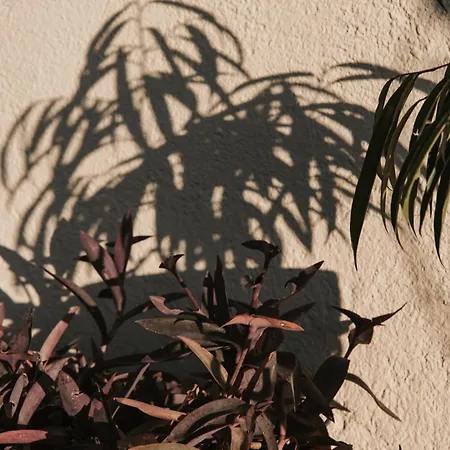 Jan Vives Bed & Breakfast